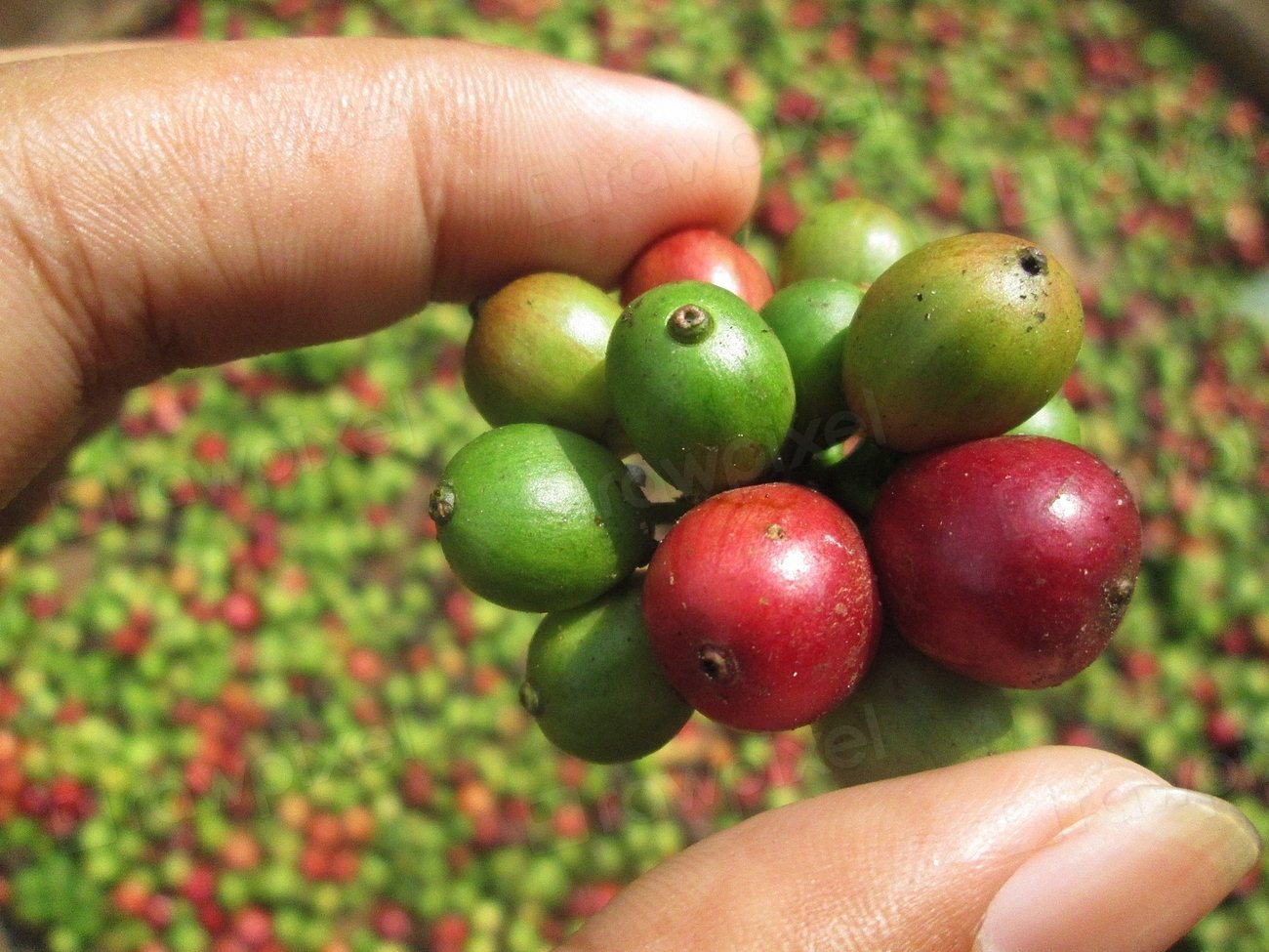 The Coorg Coffee Trail — Coorg