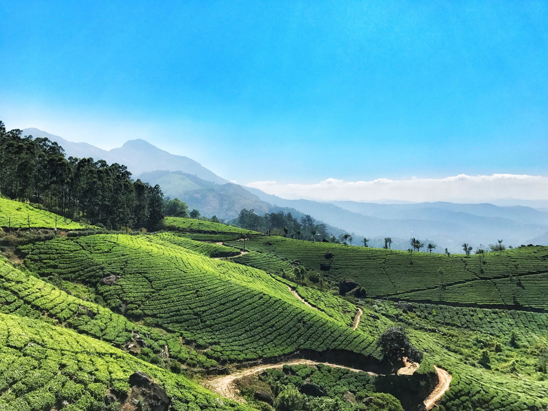 Munnar: Tea & Stillness — Munnar